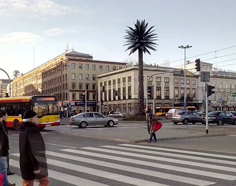 The Lonely Palm Tree